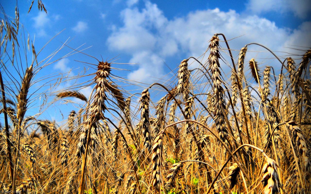 Где В Орлове Кировской Области Купить Пшеницу