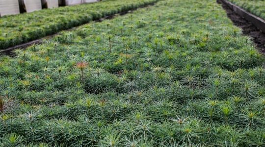 На территории Брянской области будет продолжена реализация регионального проекта «Сохранение лесов»