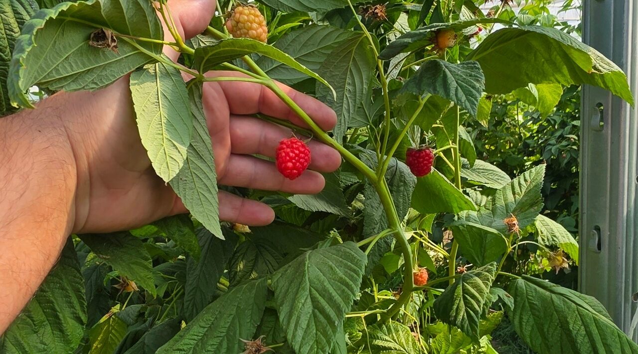 Сельскохозяйственные товаропроизводители Брянщины внедряют современные агротехнологии