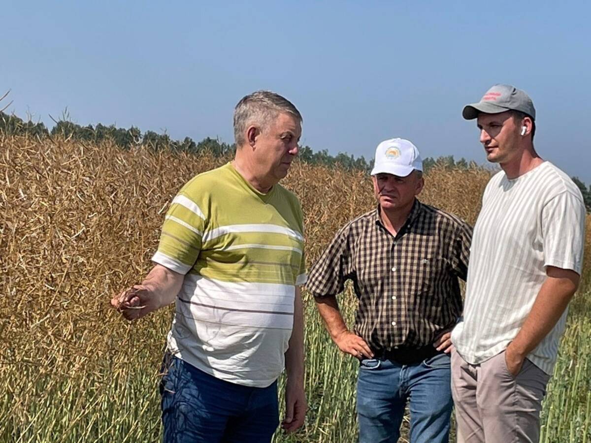 В Брянском регионе началась уборка рапса