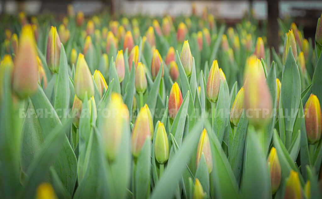 В теплицах «Зелёного хозяйства» Брянска к празднику вырастили 20 тысяч тюльпанов