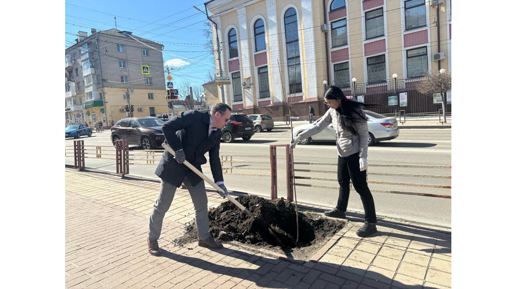 На проспекте Ленина в Брянске высадили десять австралийских клёнов