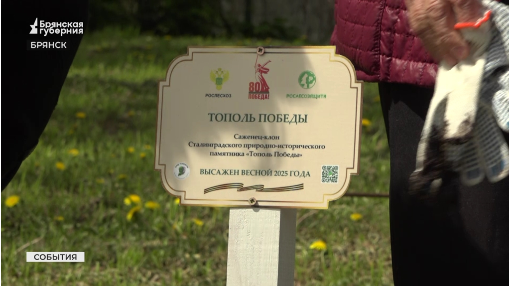 Саженец-клон «Тополя Победы» из Сталинграда высадили в городе Брянске