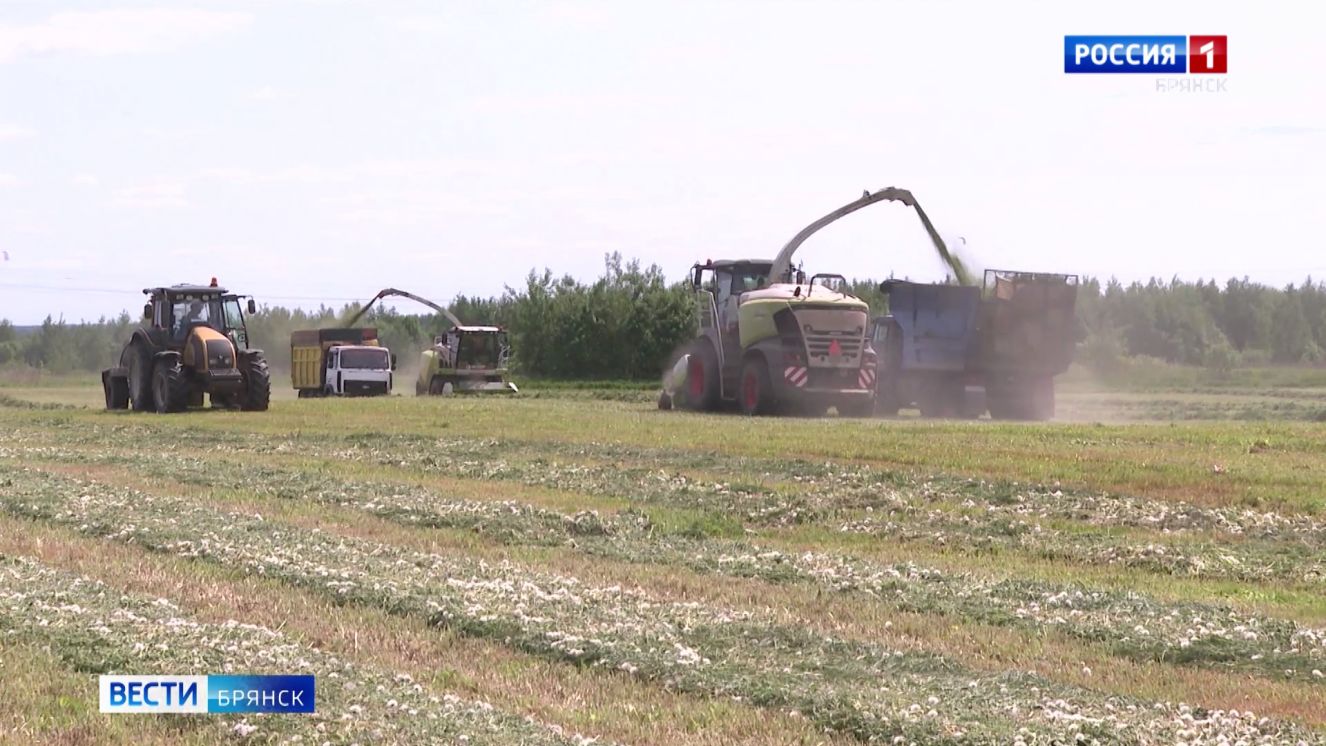 На Брянщине приступили к заготовке кормов