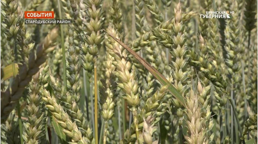 Брянские аграрии увеличили площади под яровыми зерновыми