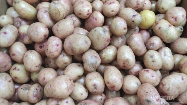 Губернатор Брянской области распорядился проверить стоимость картофеля