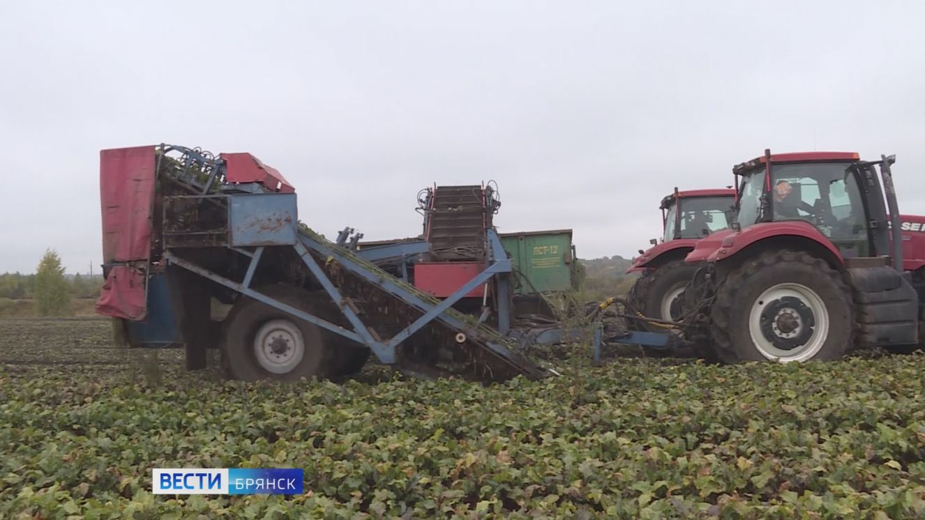 Аграрии Брянщины приступили к уборке овощей