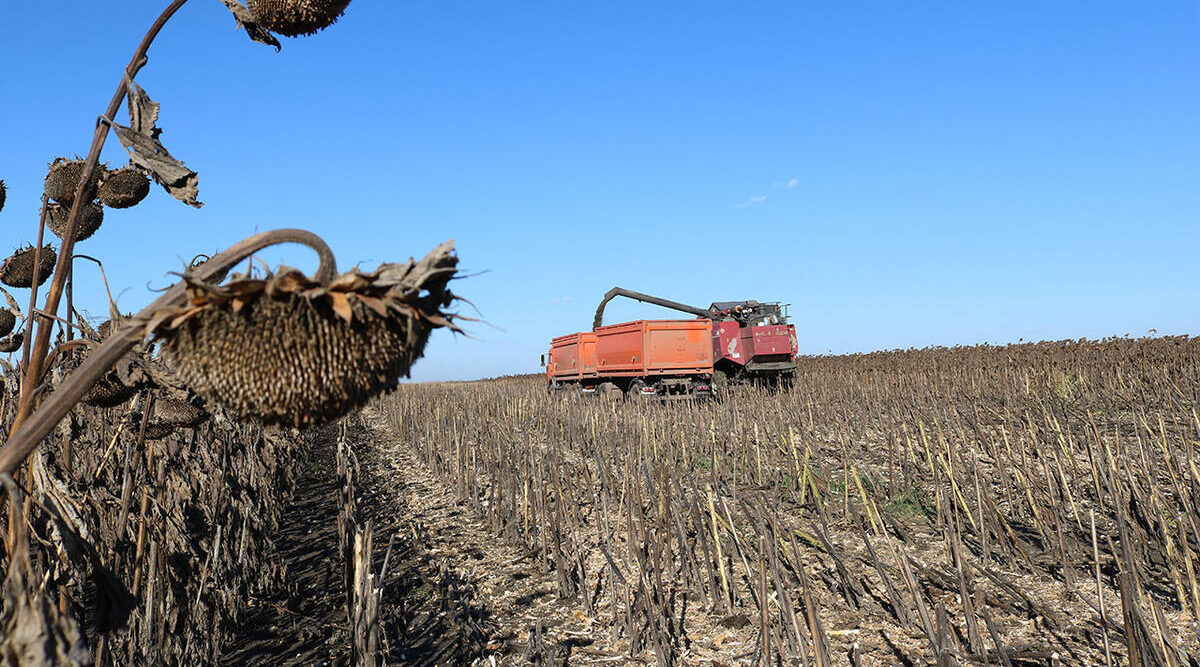 В Комаричском районе Брянщины убирают подсолнечник