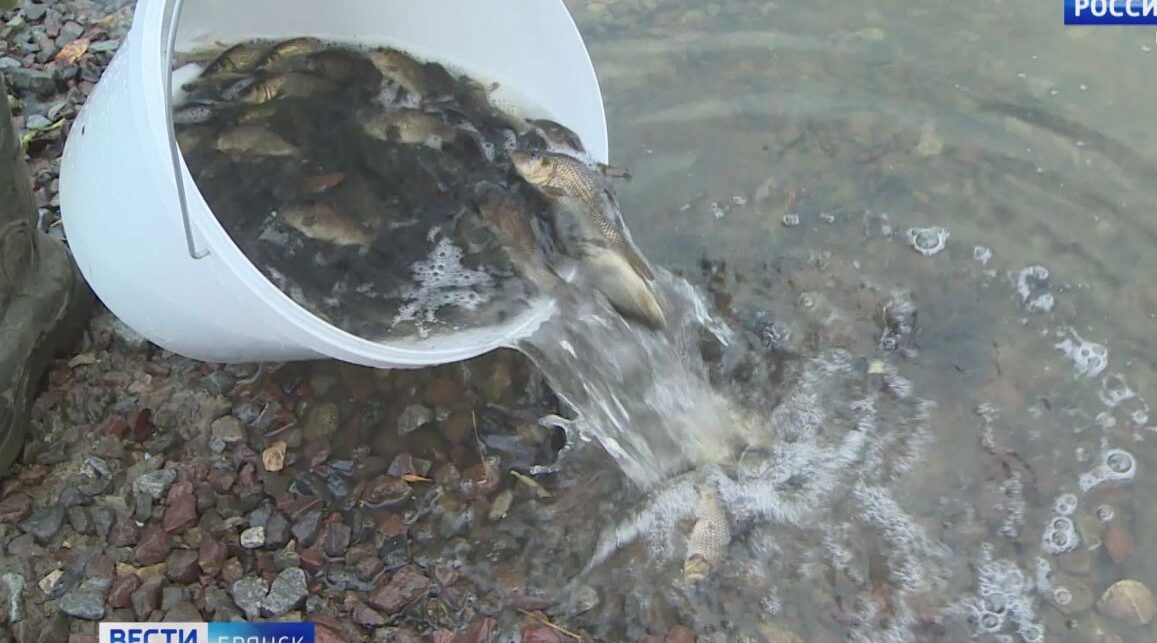 Более трехсот мальков сазана выпустили в Десну в районе поселка Супонево