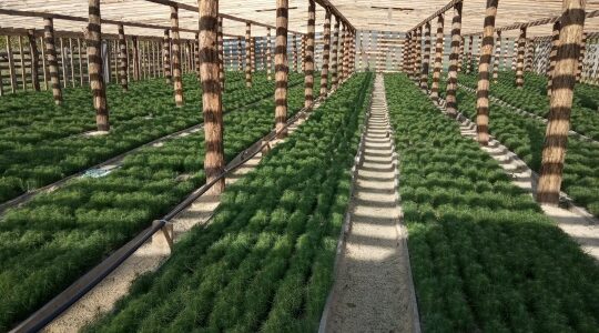 Брянские лесоводы обеспечены собственным посадочным материалом на 2026 год в полном объеме