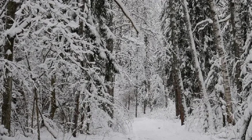 Губернатор обратился к брянцам в связи со сложными погодными условиями