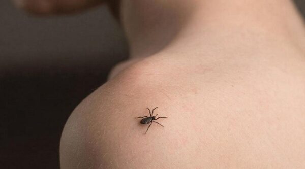 Брянцам рассказали о возбудителях клещевых инфекций