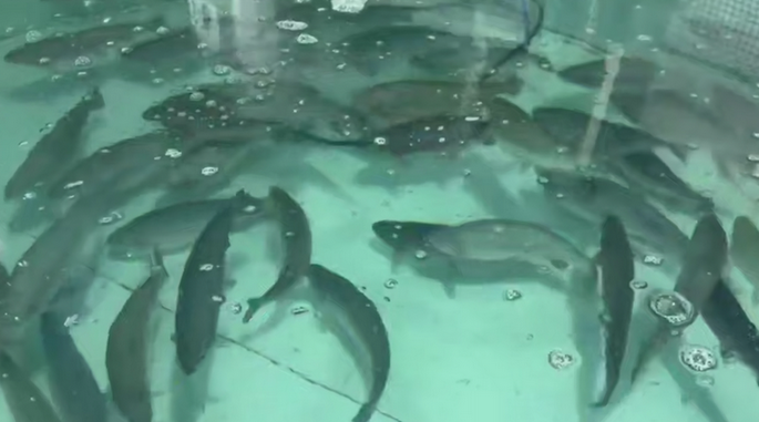 Александр Богомаз посетил рыбную ферму «Александрия»