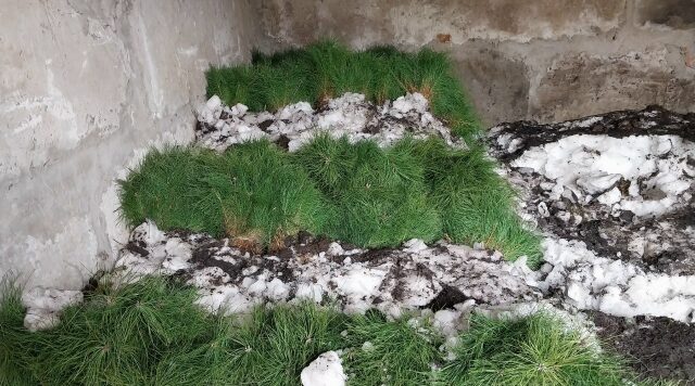 2 апреля 2026 на территории Брянской области открыт лесокультурный сезон