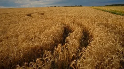 Кабмин направит дополнительные средства аграриям в приграничье